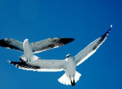 Gull in flight, Kaifoura coast, New Zealand... by Jayne Dennis 